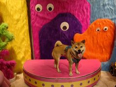 -百好乐宠物友好餐厅(朝外大街店)