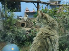 -青藏高原野生动物园