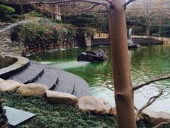 -森波拉火山温泉