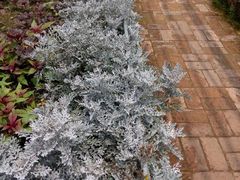 -广东茂名森林公园