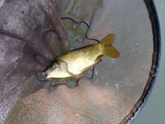 -酷鱼垂钓CLUB(朝阳区博大路店 )