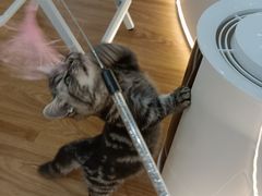 -COLOR PETS 撸猫馆·购猫·猫咖(长风大悦城店)