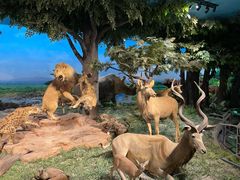 -国家自然博物馆