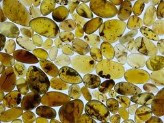 -湖南省地质博物馆