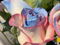 -循礼门鲜花花市(武汉循礼门店)