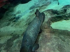 -鹿儿岛水族馆