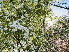 -长白岛森林公园