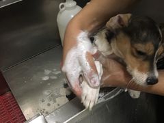 -创凡宠物医院·骨专科  猫科中心(西乡分院)