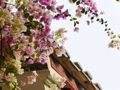 -深圳国际园林花卉博览园