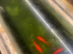 景观位-金杨拉面王小吃面馆·牛三宝面·红烧牛肉粉