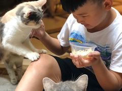 -猫色咖啡·猫咖
