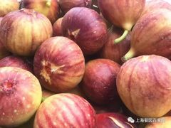 -菊园百果园