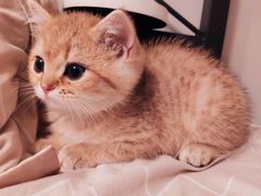 -东方名猫馆·英短金渐层布偶猫舍(环线广场1号楼店)