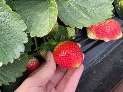 -长洲岛都市农业公园