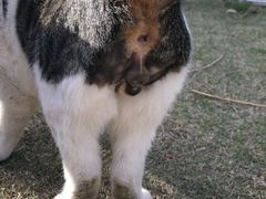 -爱侣·安琦尔宠物医院·中兽医针灸·心内科·狂犬免疫点(宝山区院)