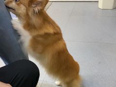 -芭比堂动物医院·心脏科·老年急重症·夜诊·吉雅分院