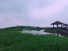 -南大港湿地风景区