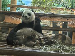 -西霞口神雕山野生动物世界