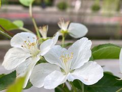 -海棠花溪(元大都城垣遗址公园)