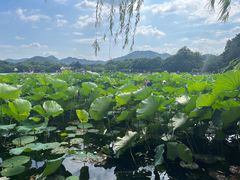 -西湖游船