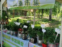-莲花池公园