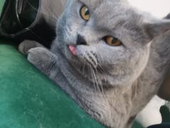 -团子家猫咪猫咖馆·柯基·柯尔鸭
