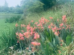 -桤木河湿地公园