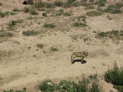-新疆天山野生动物园
