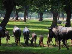 -西安秦岭野生动物园