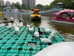 -团结湖公园