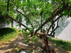 -北京鲁迅博物馆(北京新文化运动纪念馆鲁博馆区)
