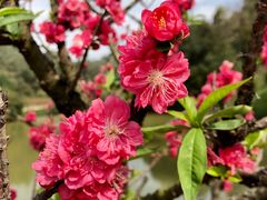 -南国桃园旅游度假区