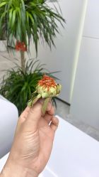 点击看大图 -悟空祛痘