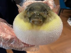 -肆月河豚·新淮扬(金融街店)
