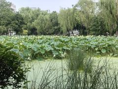 -莲湖公园