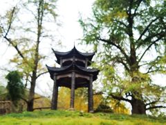 -千年银杏谷文化旅游区