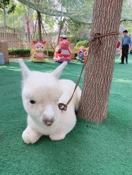 -萌宠亲子动物乐园(槐房万达店)