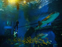 -成都浩海立方海洋公园