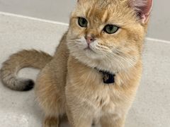 -共舞时光猫咖·狗咖(新街口店)