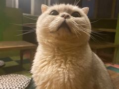 -猫猫幼稚园·撸猫·桌游·电玩