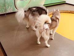 -Husky Go! 哈士奇体验馆·宠物咖啡厅狗咖