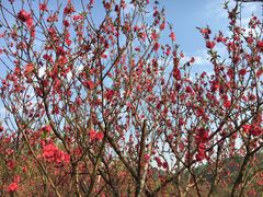 -南国桃园旅游度假区