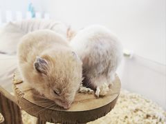 -怪兽屋·羊驼·猫咖·狗咖(俊华广场店)