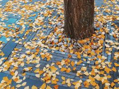 -重庆市江北嘴中央商务区中央公园