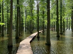 -渌洋湖湿地公园