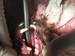 -萌兽医馆·宠物医院·猫骨科(创景店)