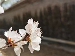 -颐和园