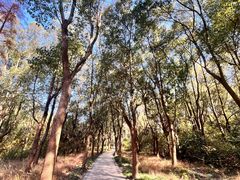 -昆山城市生态森林公园