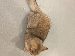 -飞行喵MR PILOT|猫舍·猫咖(静安大融城店)