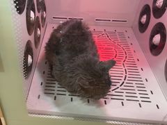 -中农大我爱我爱24h动物医院·中医针灸·猫专科·骨科医疗中心(双井店)